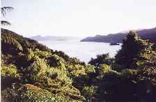 Picton scenic road